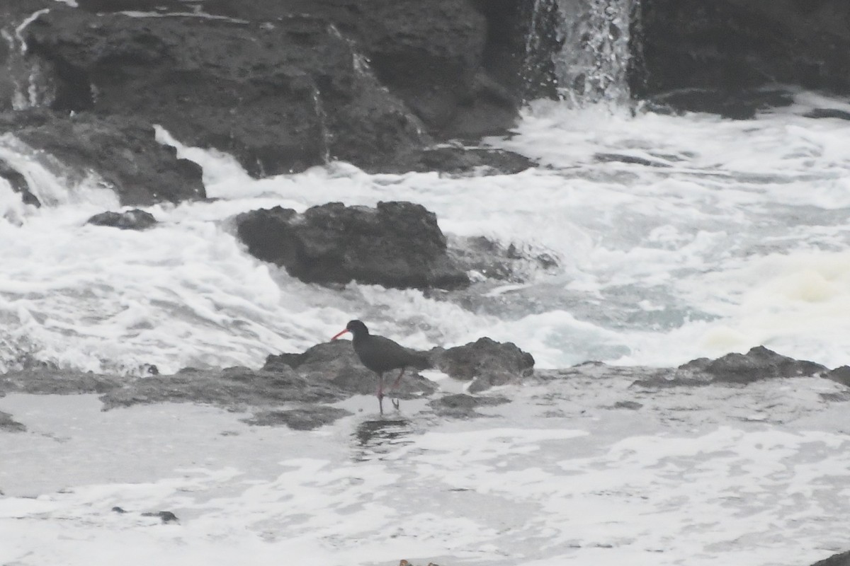Sooty Oystercatcher - ML638350792