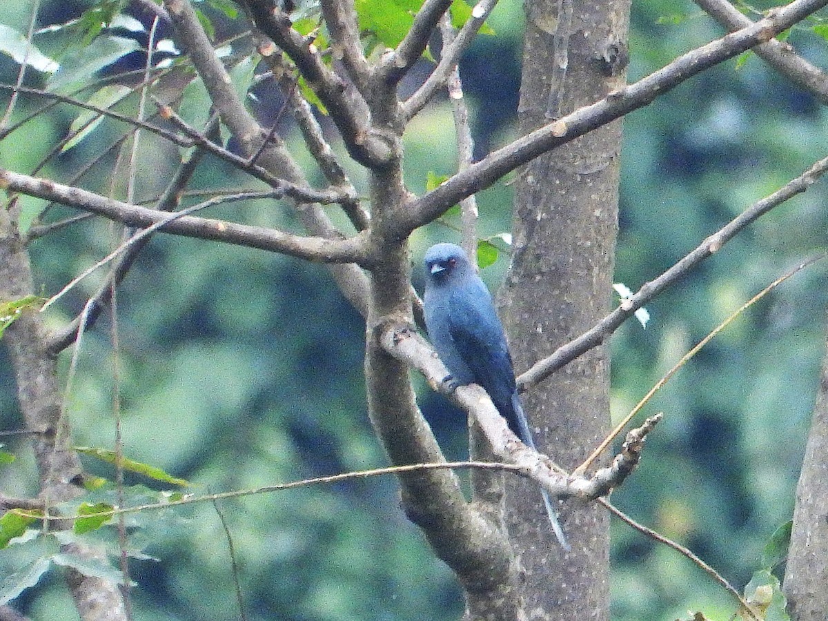 askedrongo - ML638350794