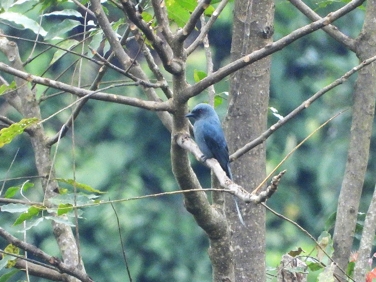 askedrongo - ML638350795