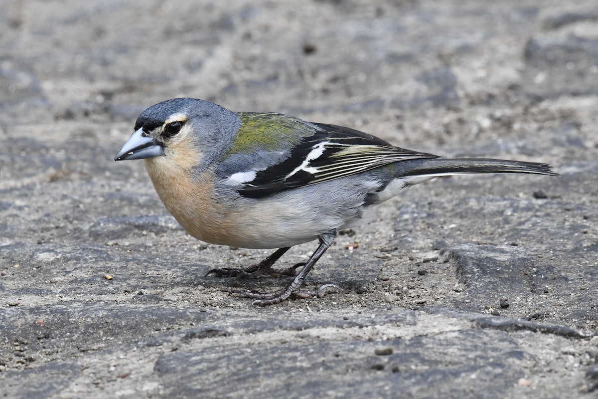 Azores Chaffinch - ML638350805