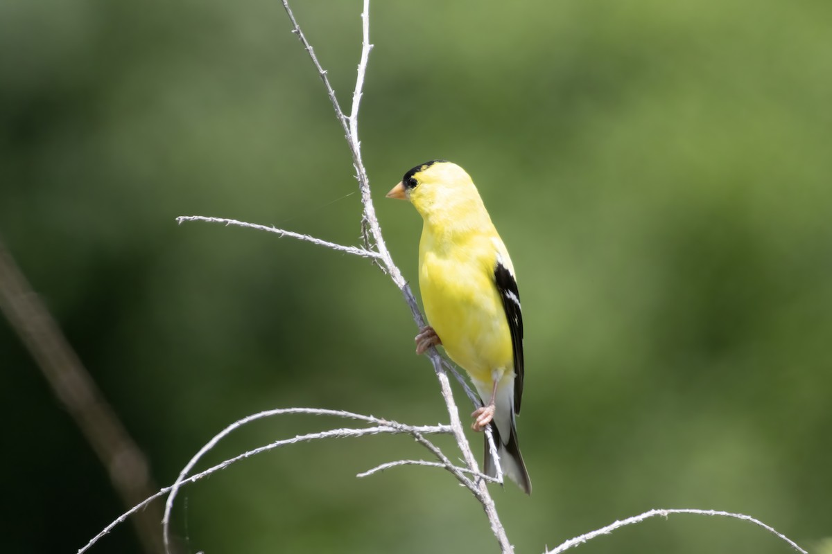Chardonneret jaune - ML638350806