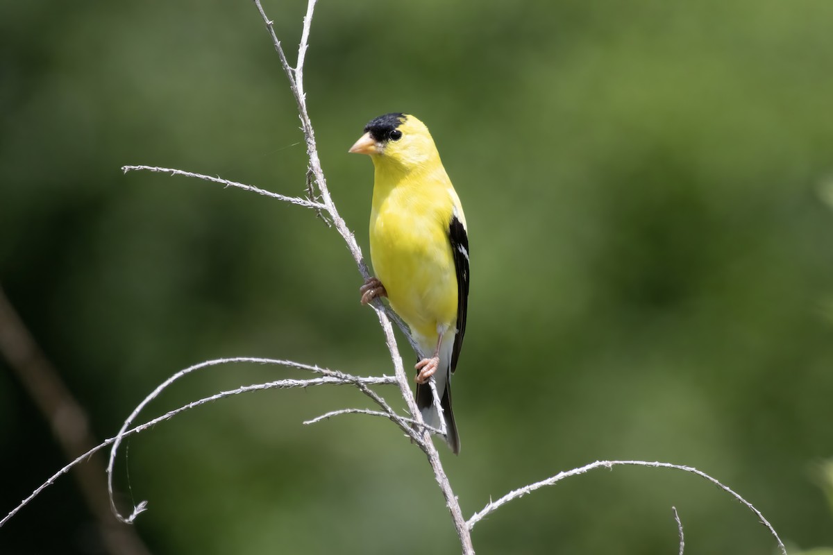 Chardonneret jaune - ML638350807