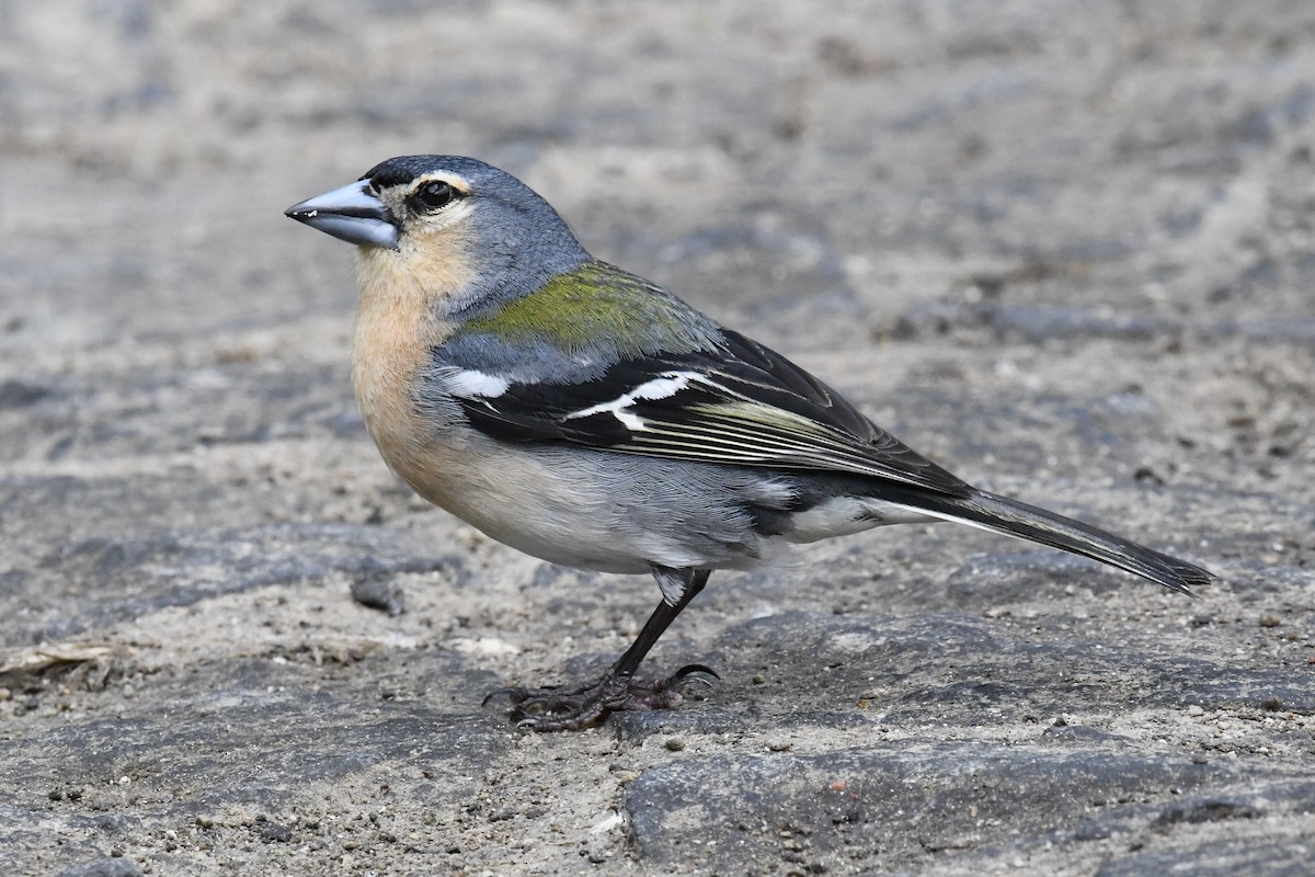 Azores Chaffinch - ML638350817