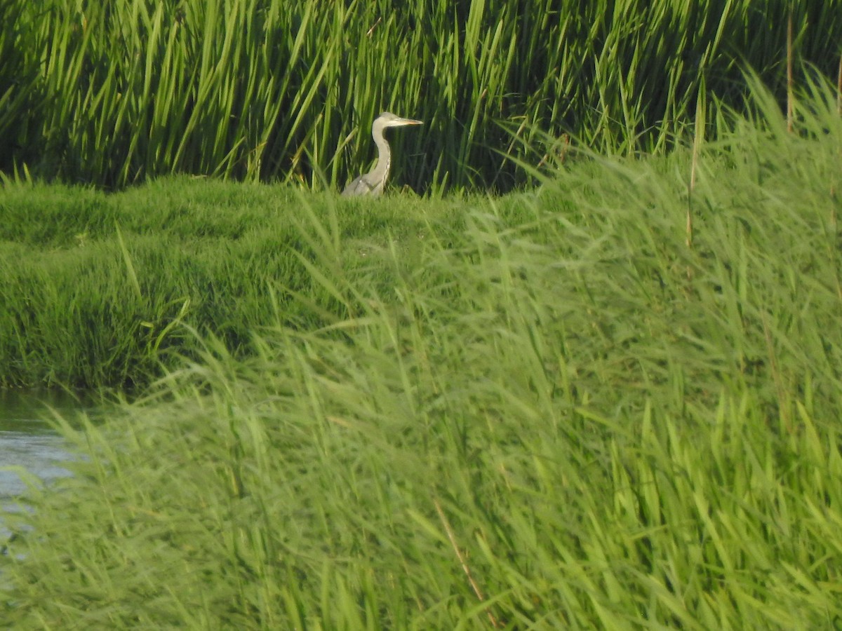 Gray Heron - ML638350822
