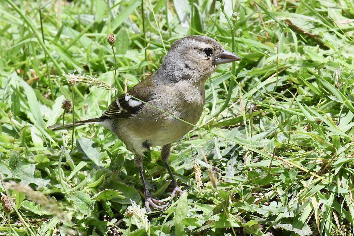 Azores Chaffinch - ML638350824