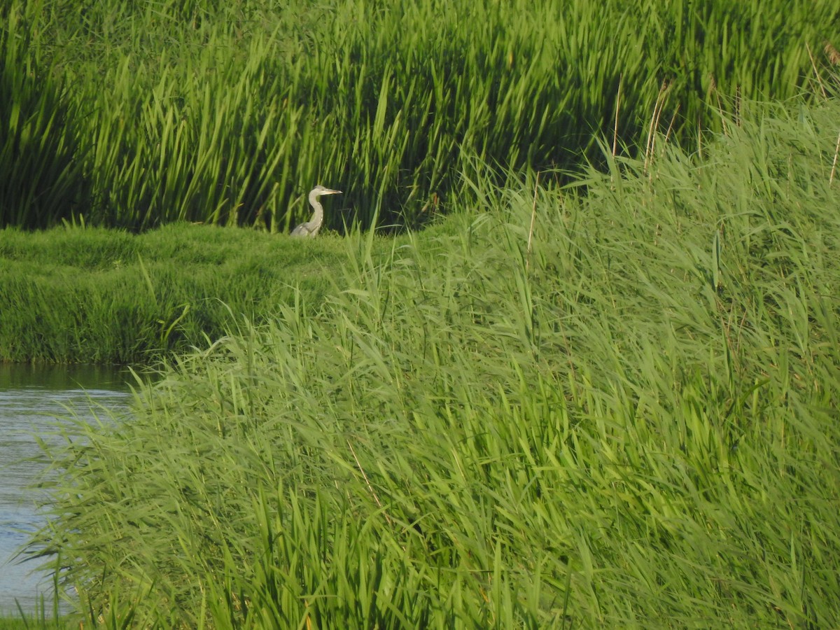 Gray Heron - ML638350833