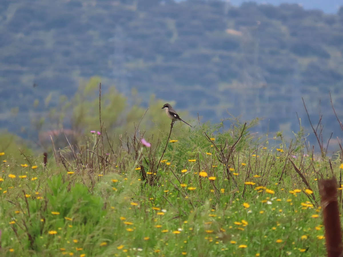 Iberian Gray Shrike - ML638350850