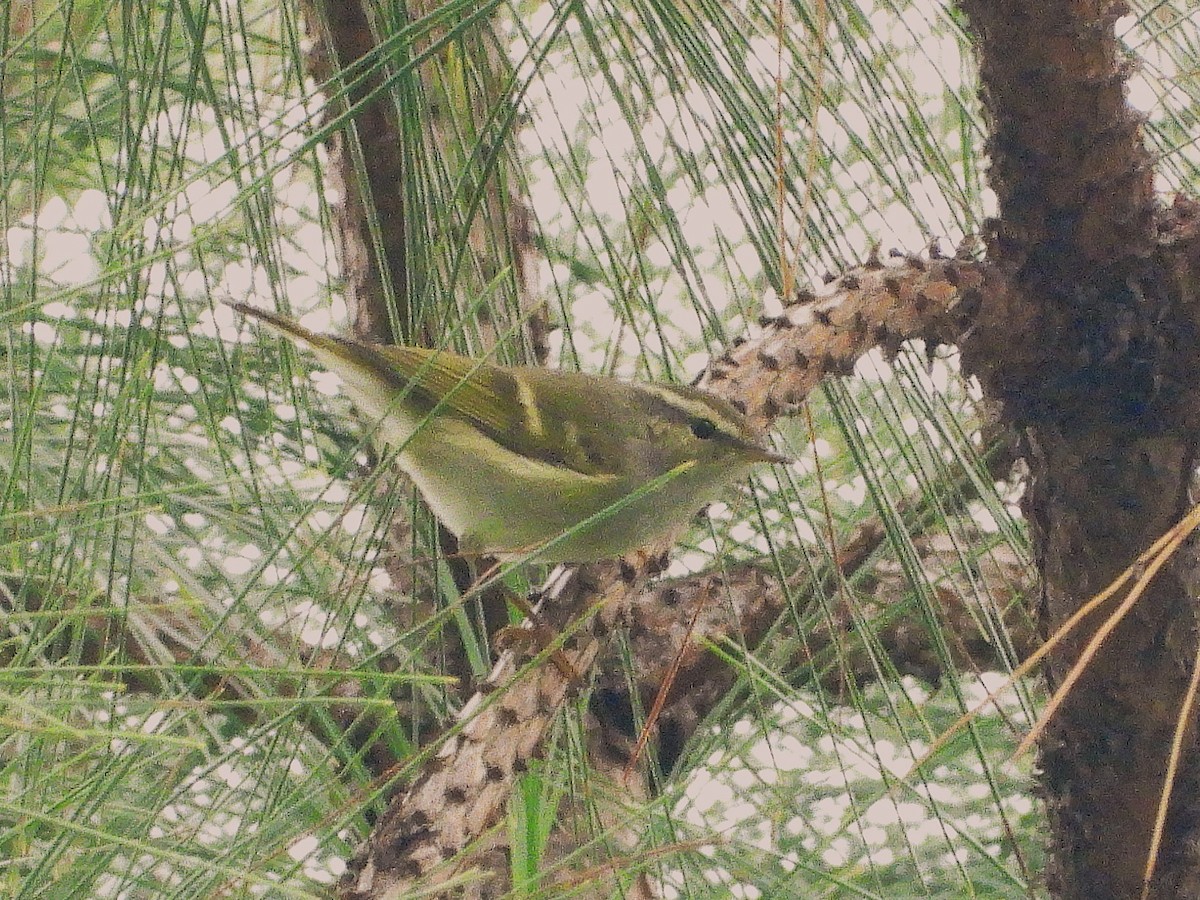 Yellow-browed Warbler - ML638350851