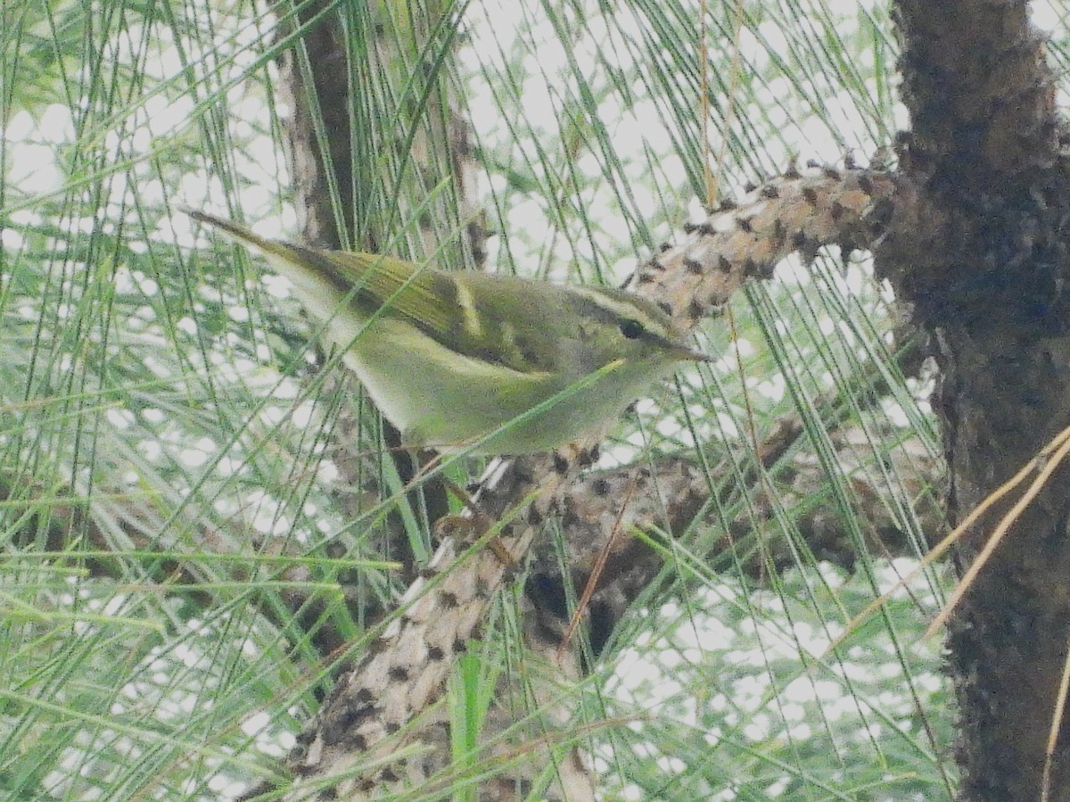 Yellow-browed Warbler - ML638350852