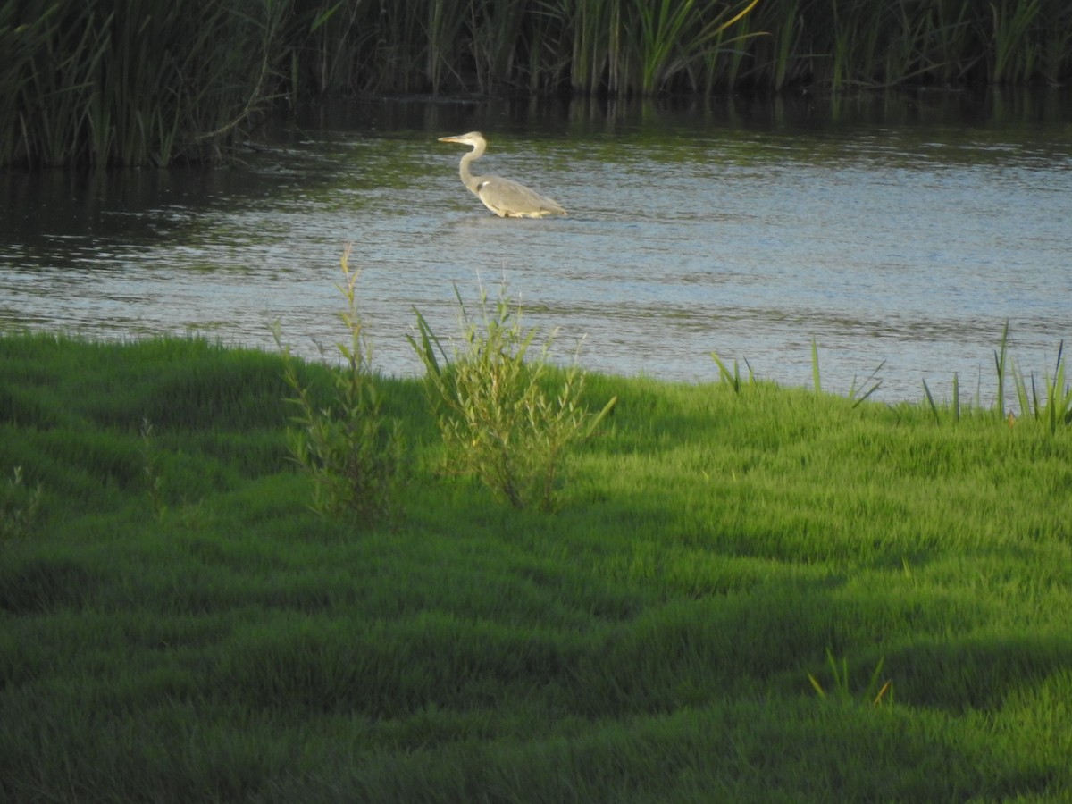Gray Heron - ML638350903
