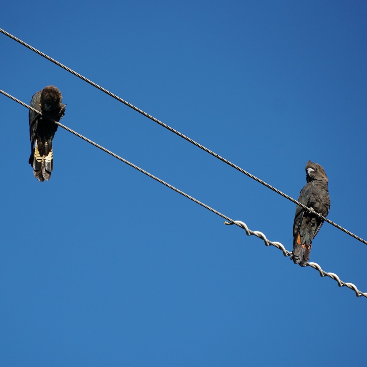 Glossy Black-Cockatoo - ML638350905