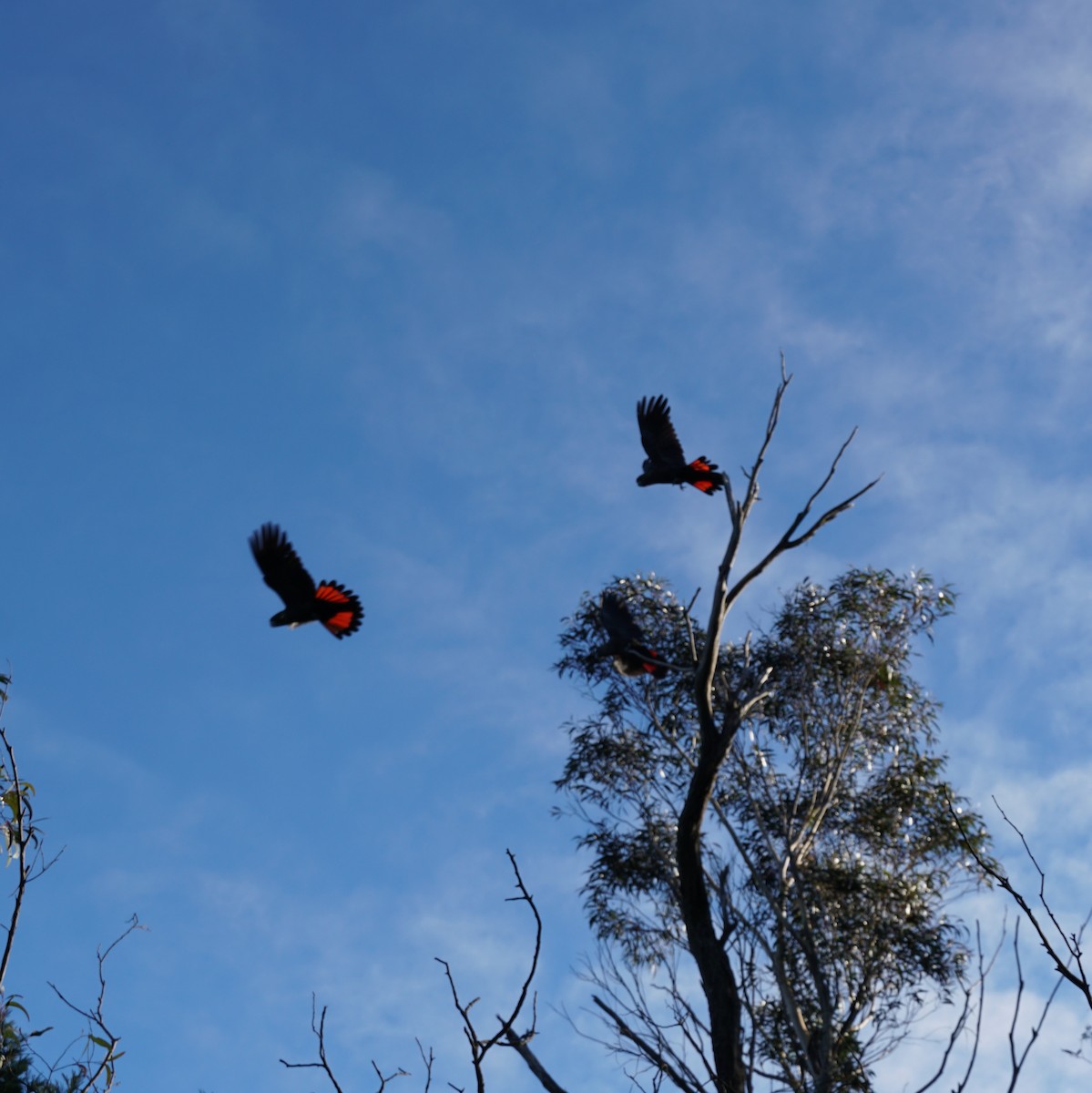 Glossy Black-Cockatoo - ML638350907