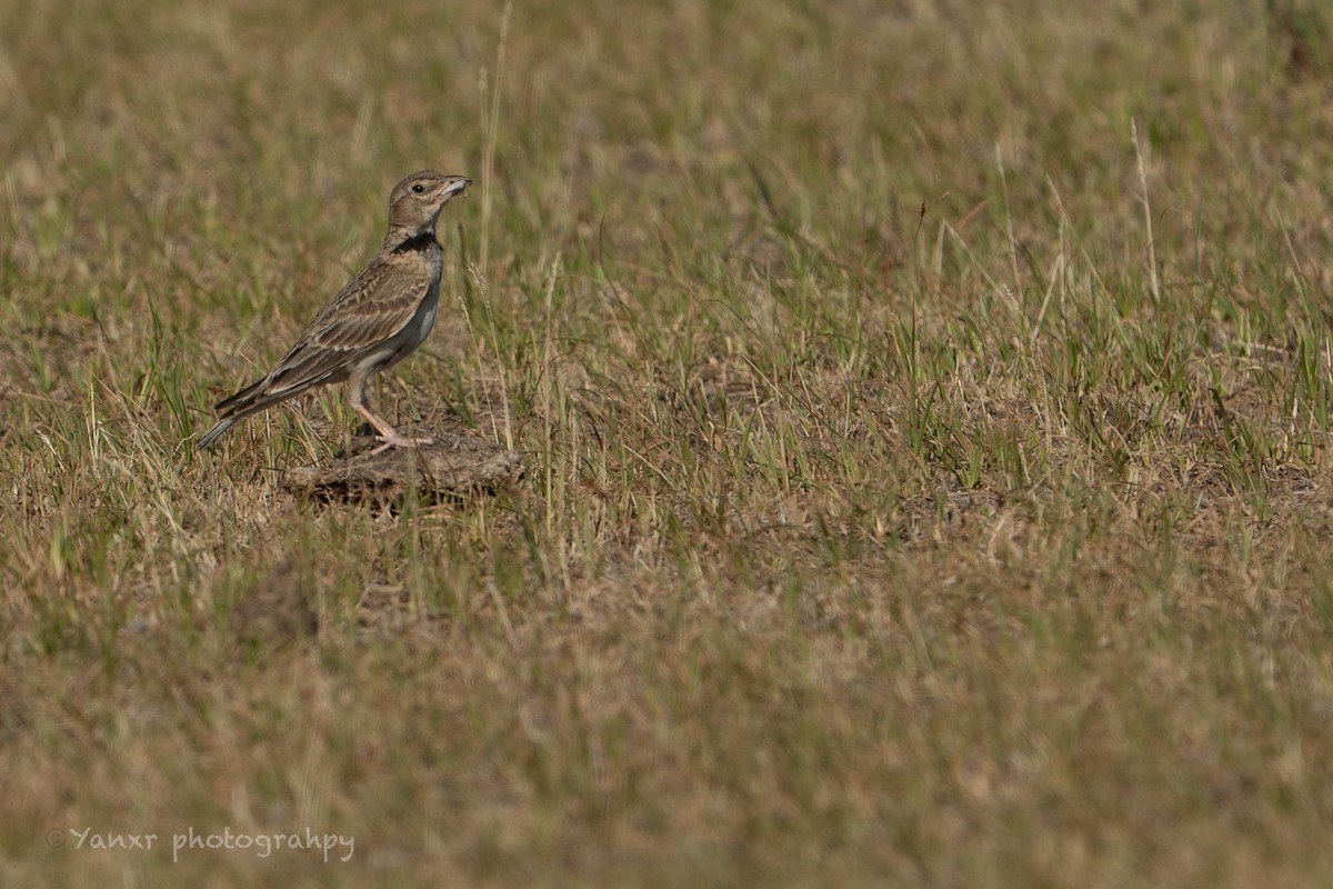 Calandria Común - ML638350912