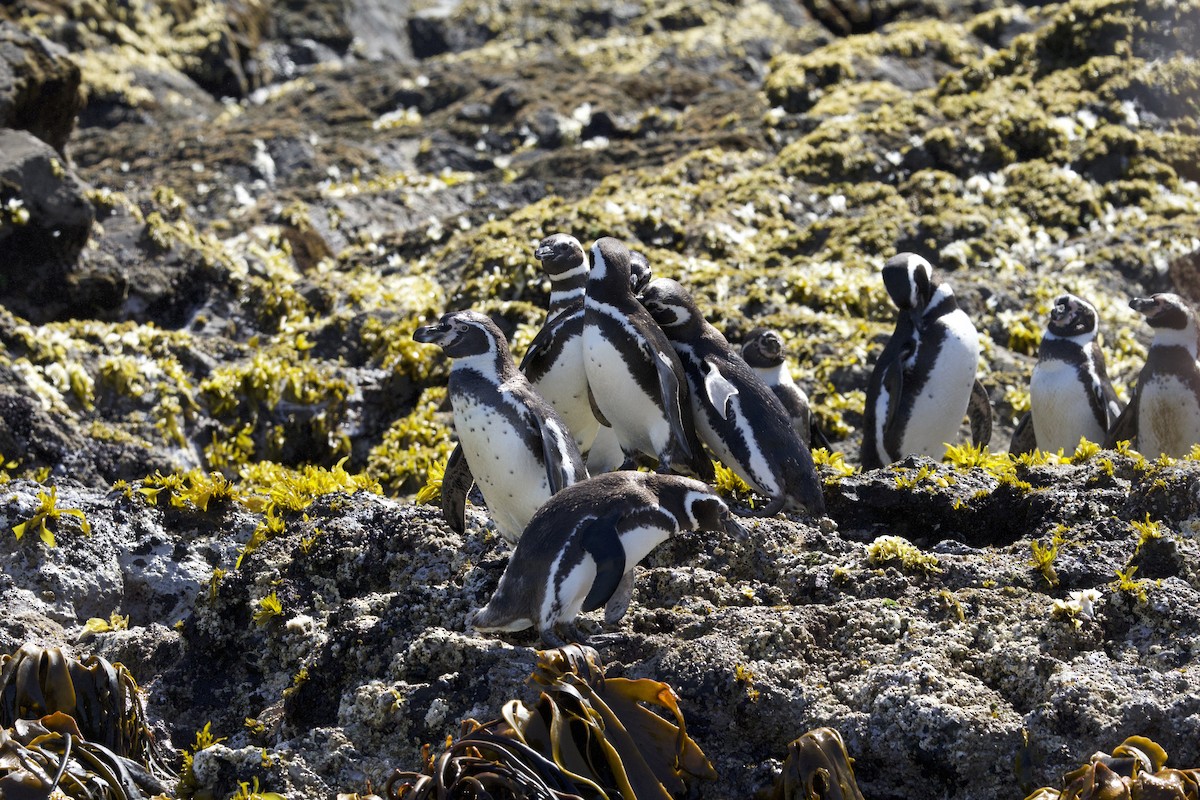 Humboldt Penguin - ML638350922