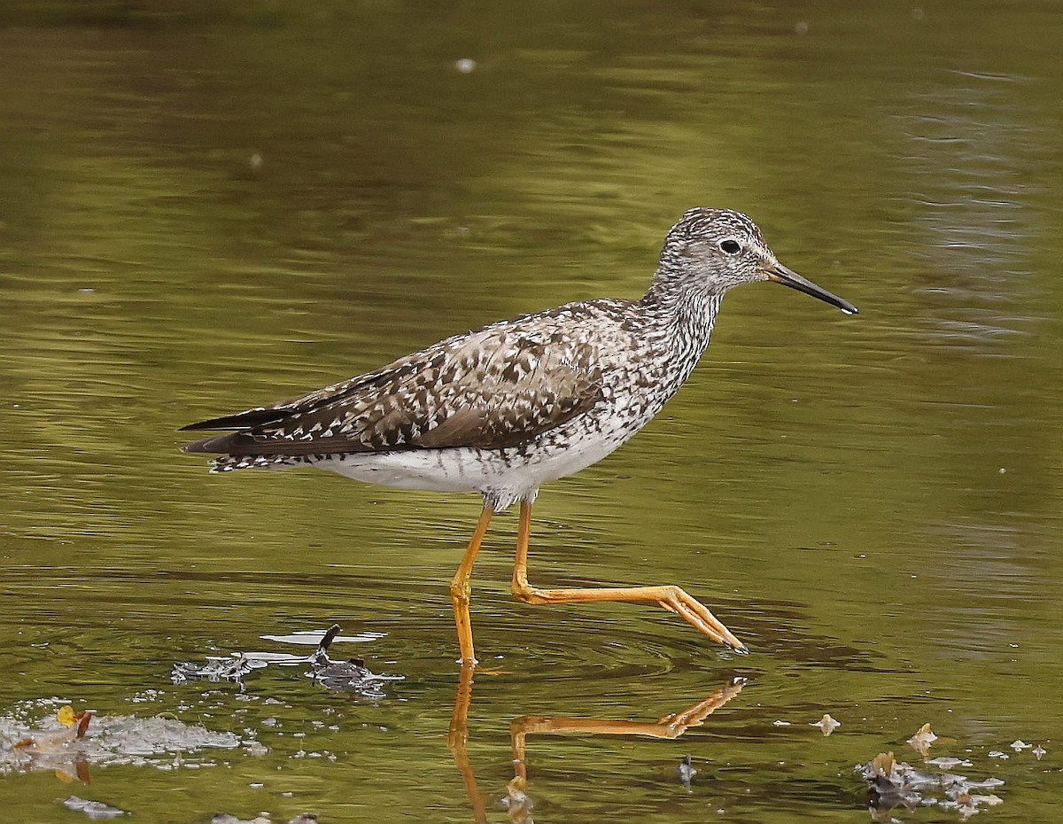 gulbeinsnipe - ML638350940