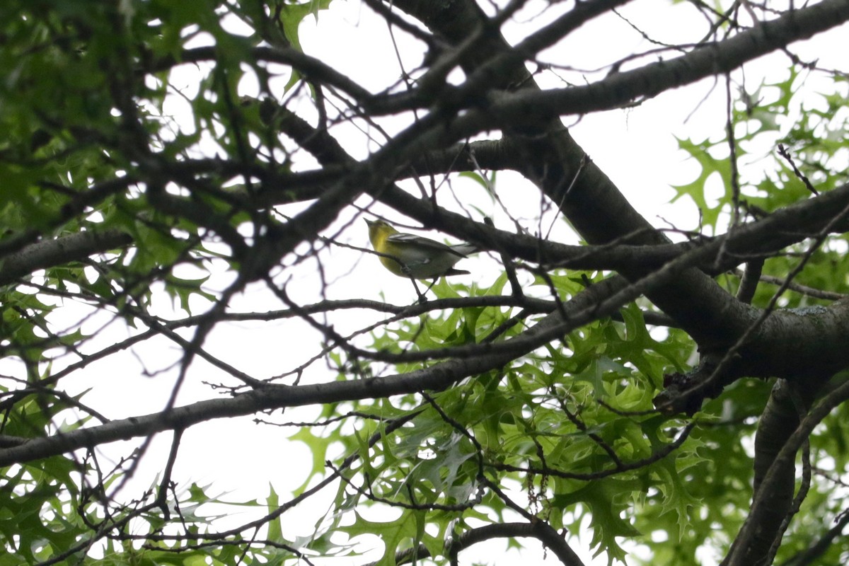 gulbrystvireo - ML638350941