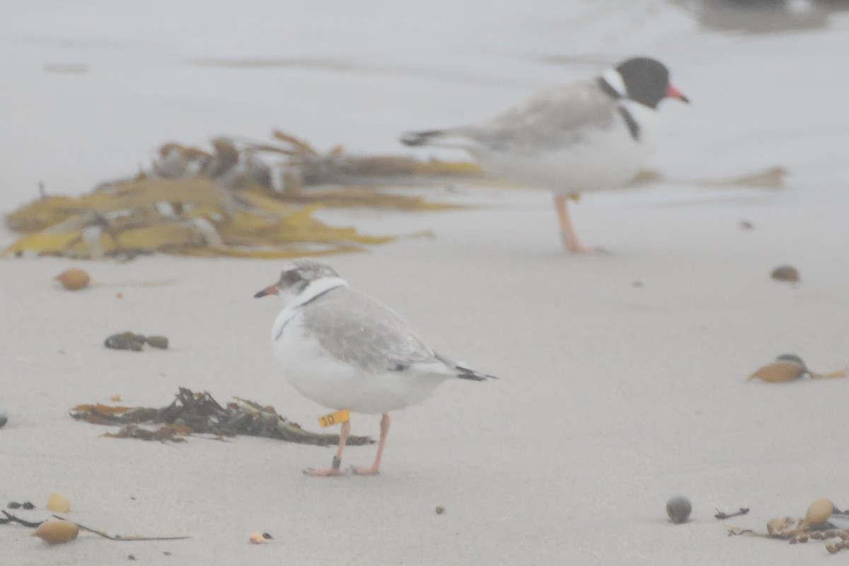 Hooded Plover - ML638350946