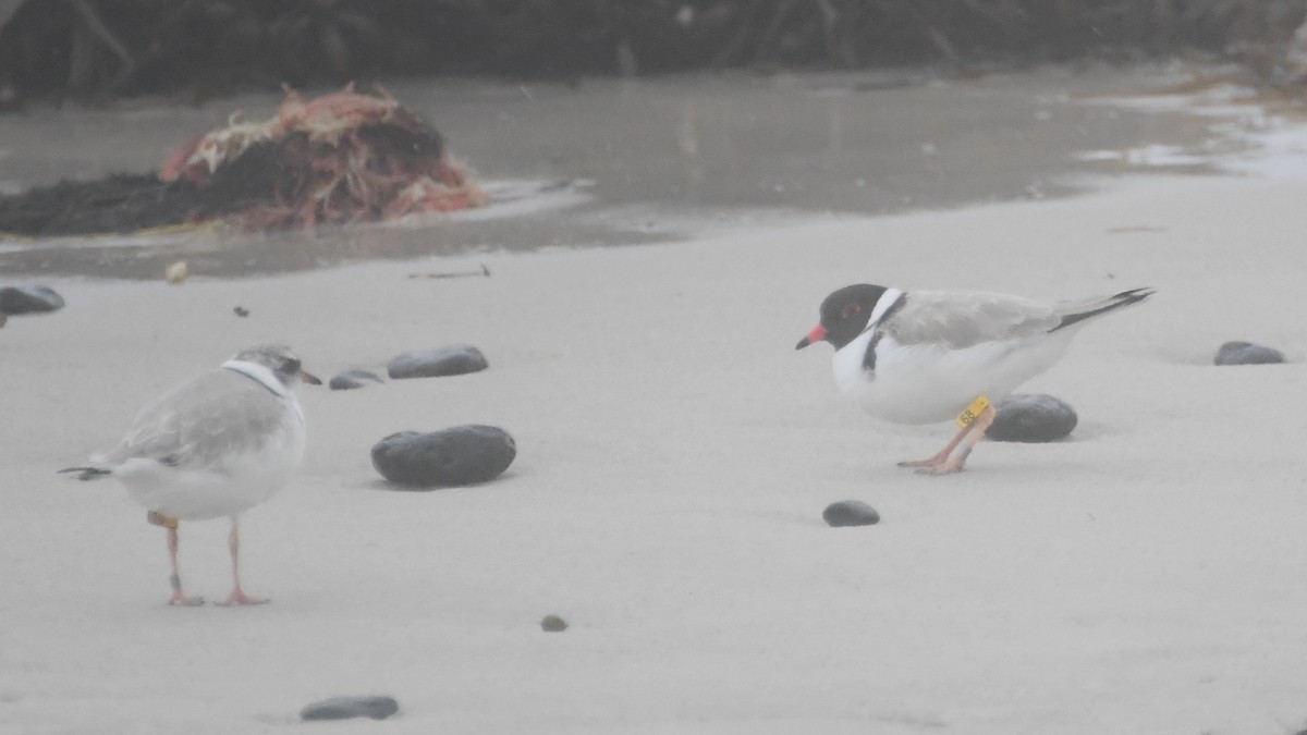 Hooded Plover - ML638350950