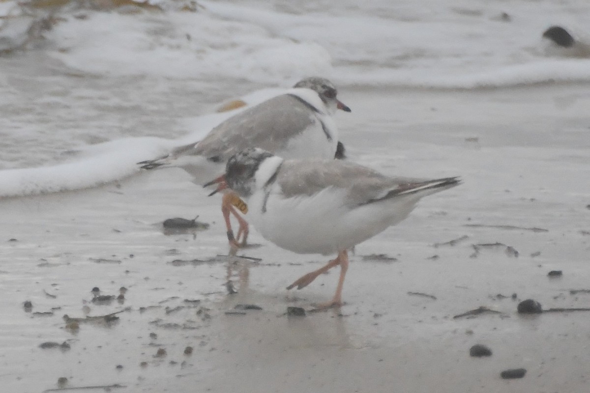Hooded Plover - ML638350951