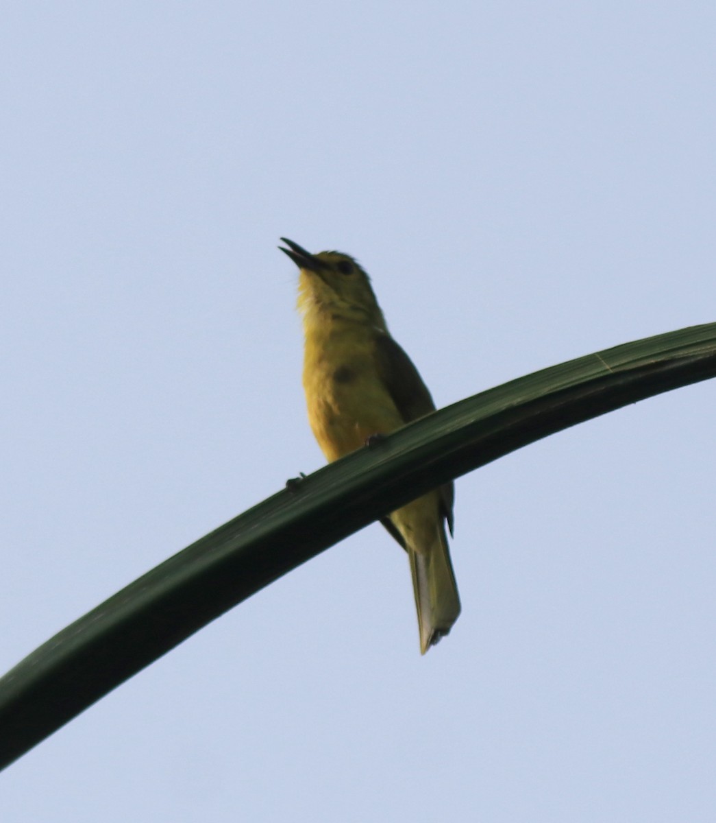 Yellow-browed Bulbul - ML638350968