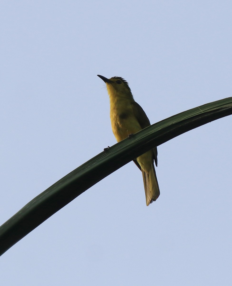 Yellow-browed Bulbul - ML638350970