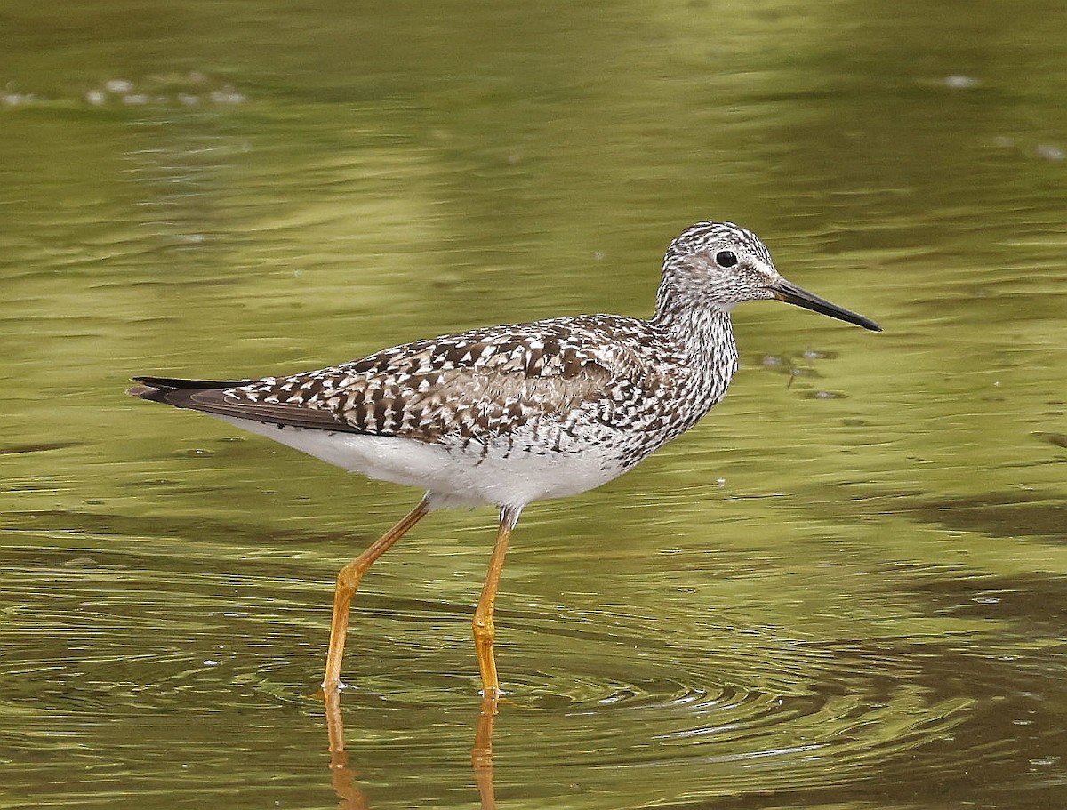 gulbeinsnipe - ML638350975