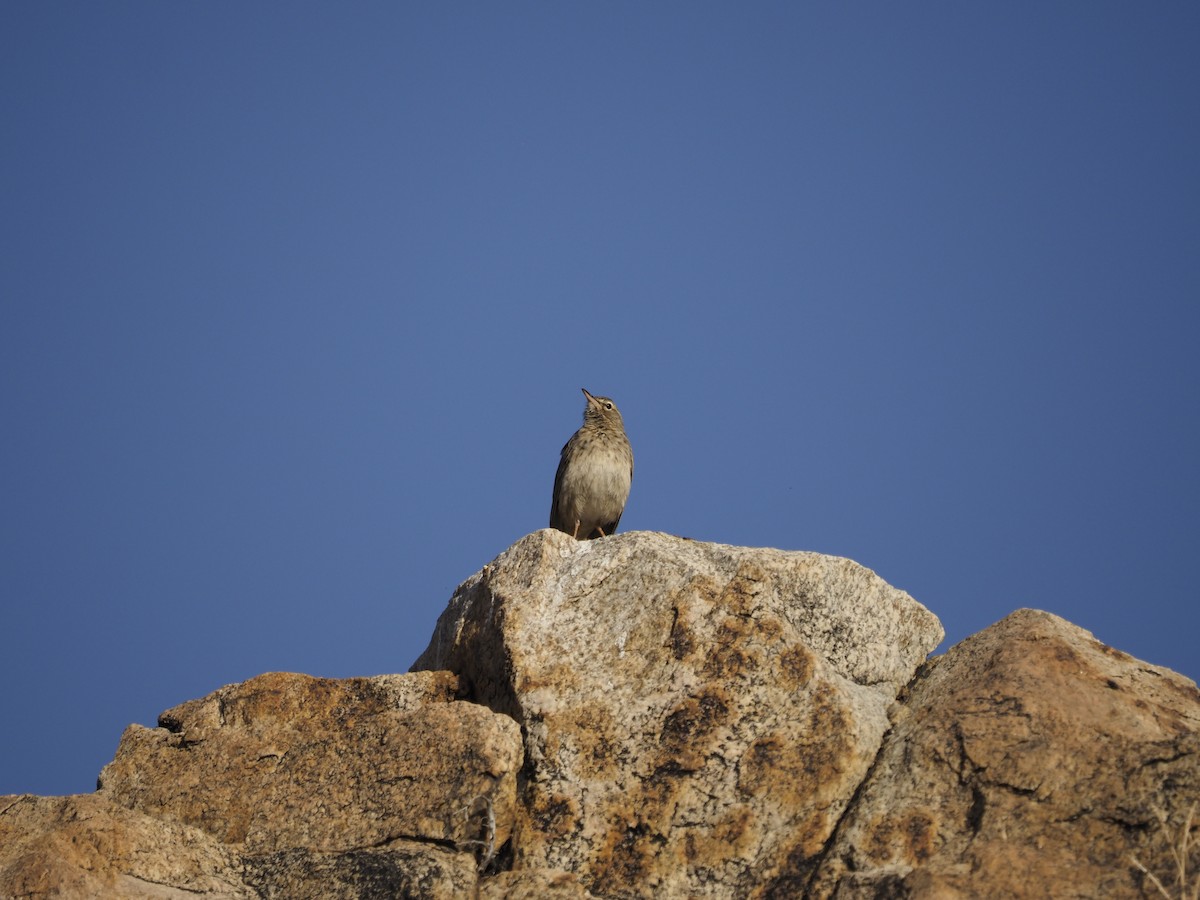 Long-billed Pipit - ML638350992