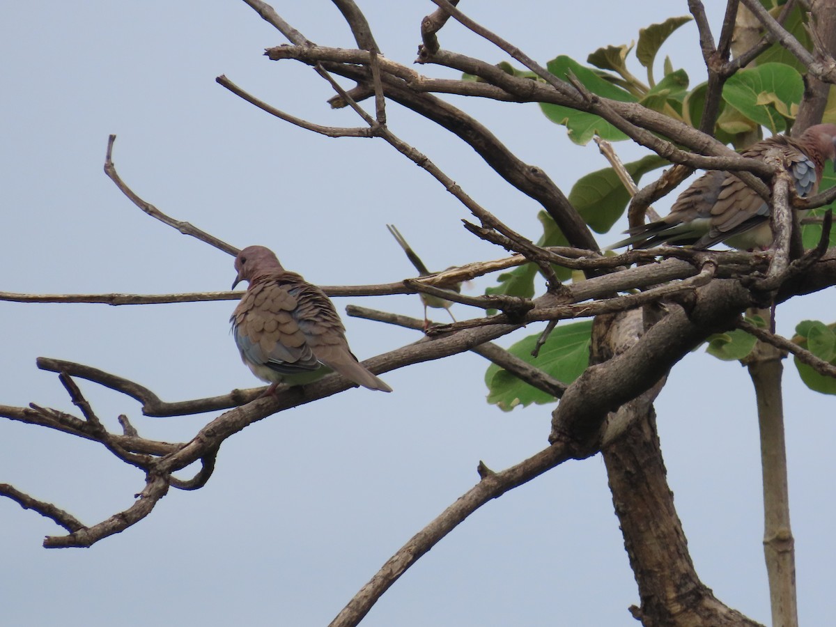 Laughing Dove - ML638351001
