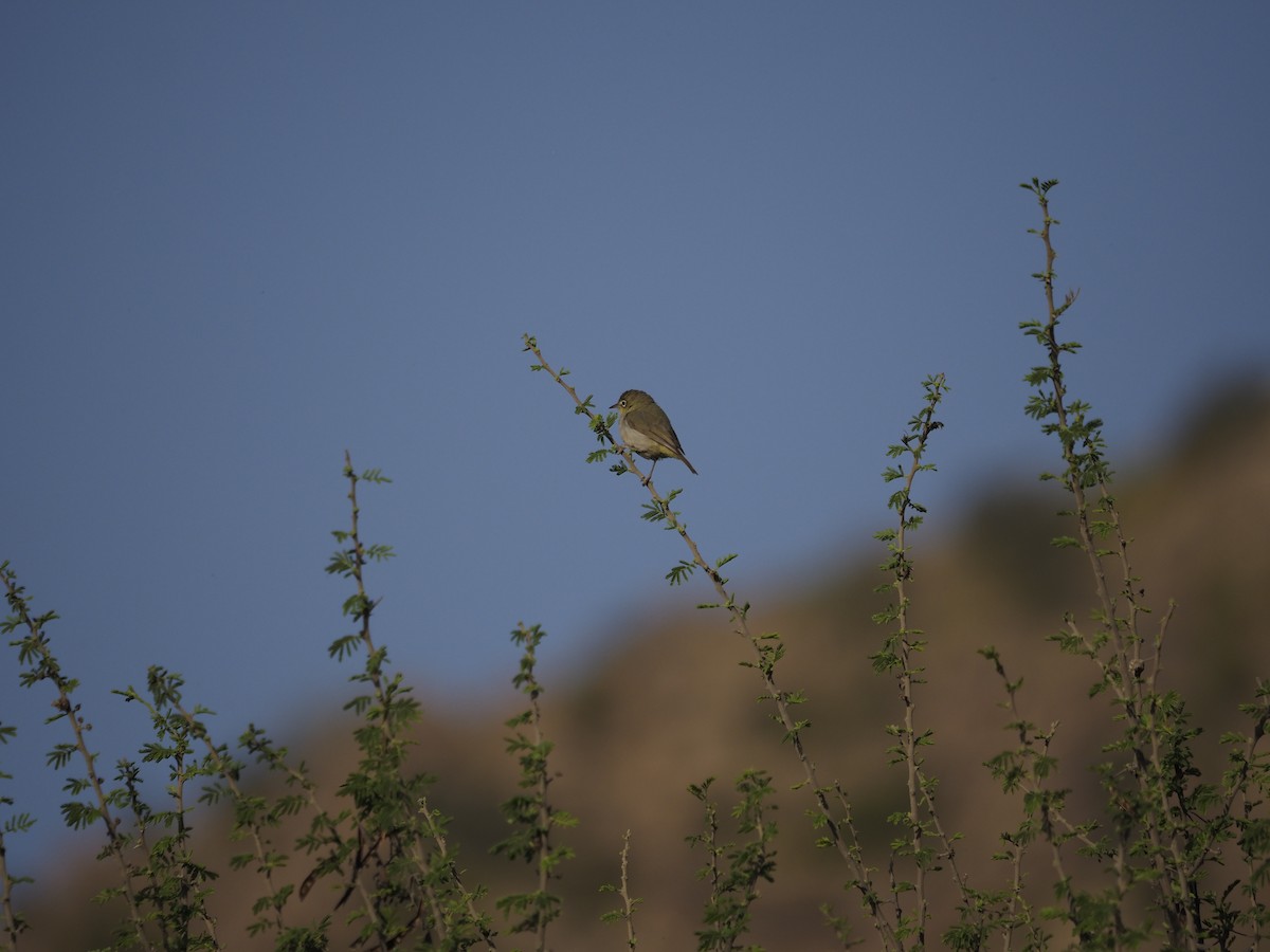 Abyssinian White-eye - ML638351002