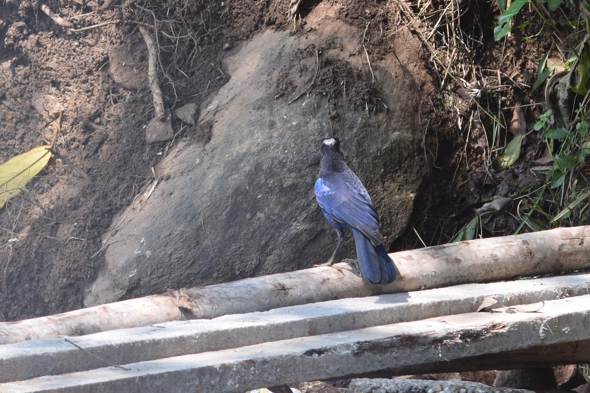 Malabar Whistling-Thrush - ML638351007