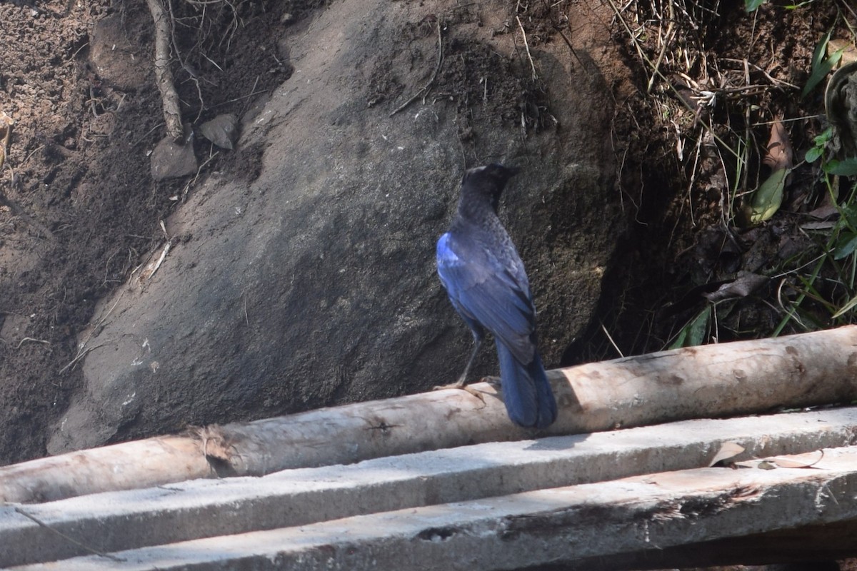 Malabar Whistling-Thrush - ML638351008