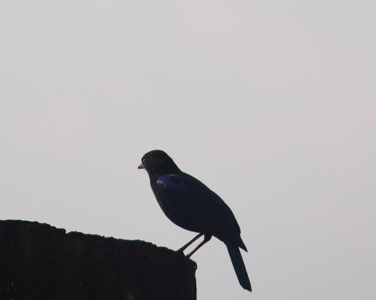 Malabar Whistling-Thrush - ML638351010