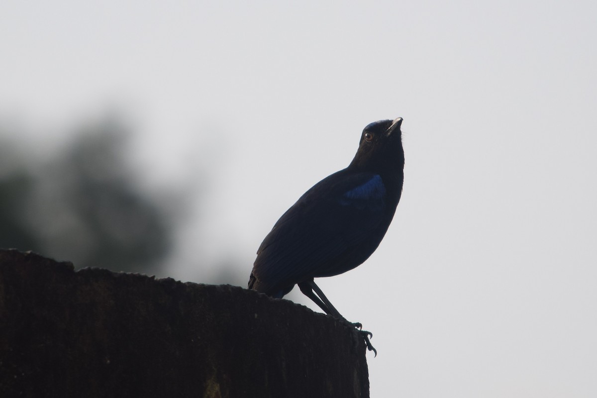 Malabar Whistling-Thrush - ML638351011