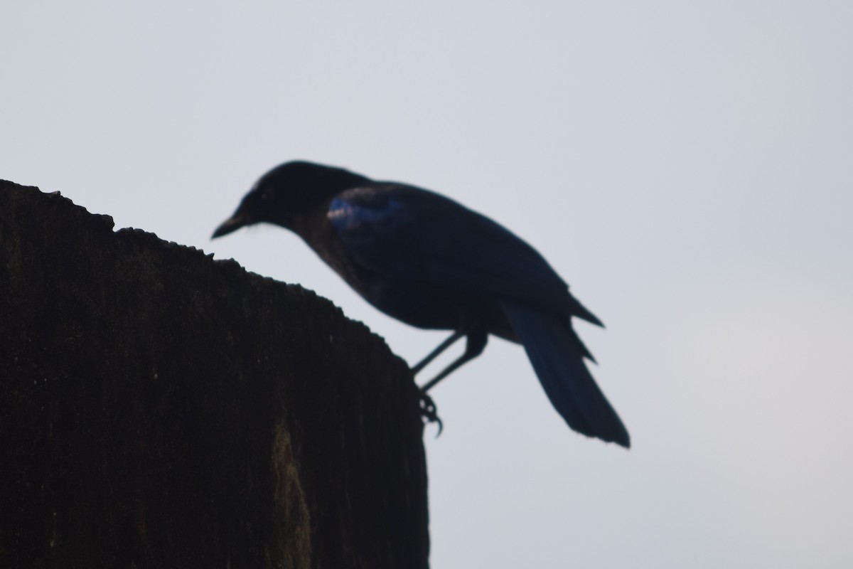 Malabar Whistling-Thrush - ML638351013