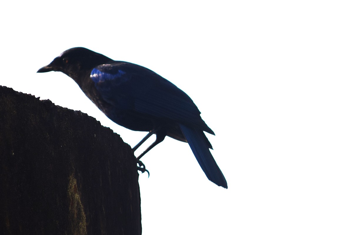 Malabar Whistling-Thrush - ML638351014