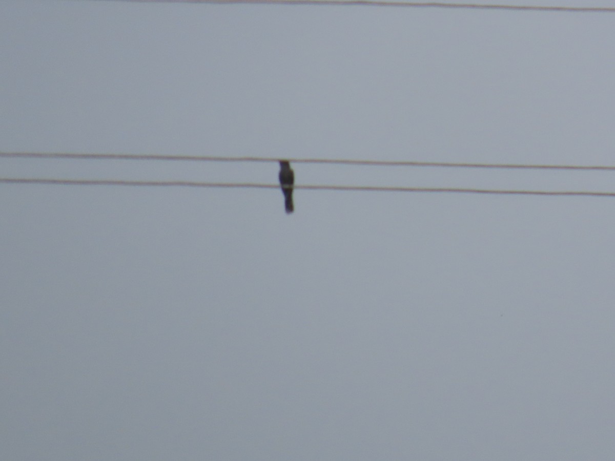 Gray-bellied Cuckoo - ML638351015