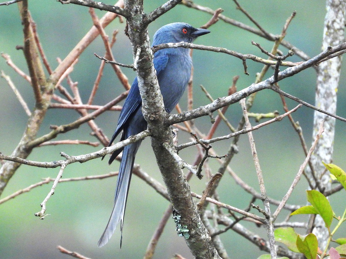 askedrongo - ML638351023