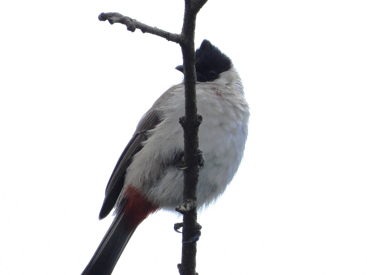 Bulbul Ventridorado - ML638351029
