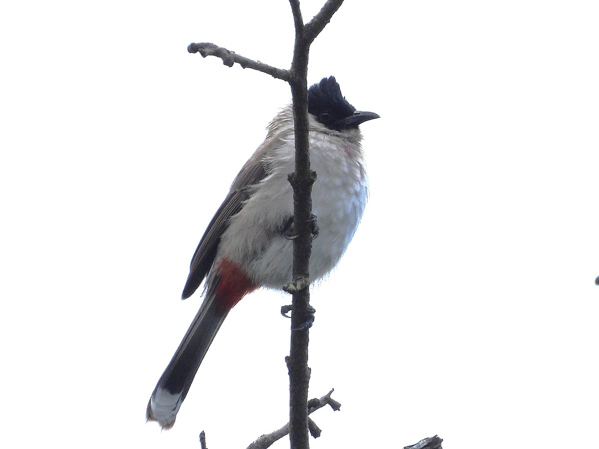 Bulbul Ventridorado - ML638351030