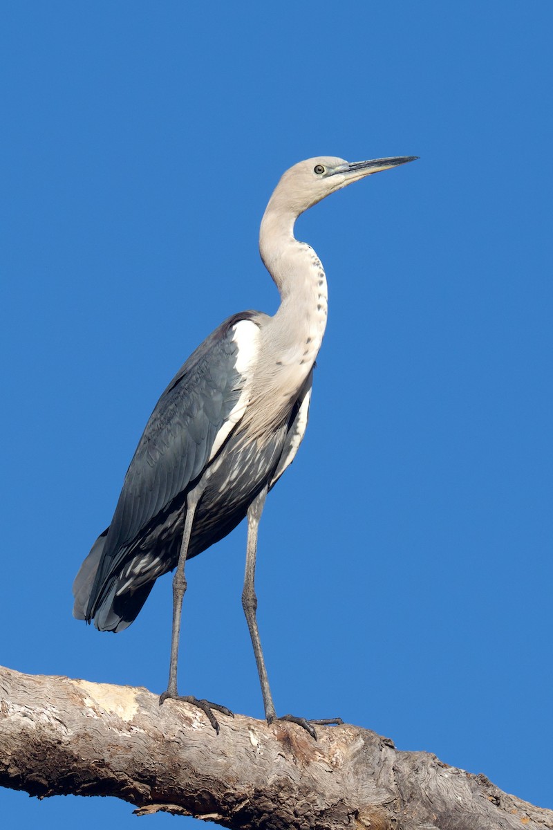 Garza Cuelliblanca - ML638351032