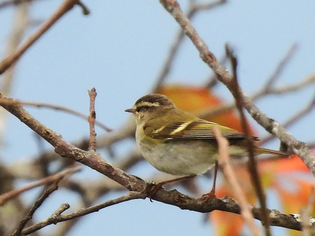 Yellow-browed Warbler - ML638351035