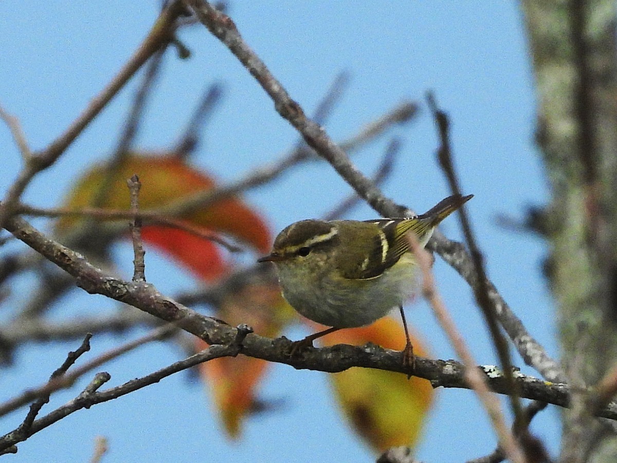 Yellow-browed Warbler - ML638351036