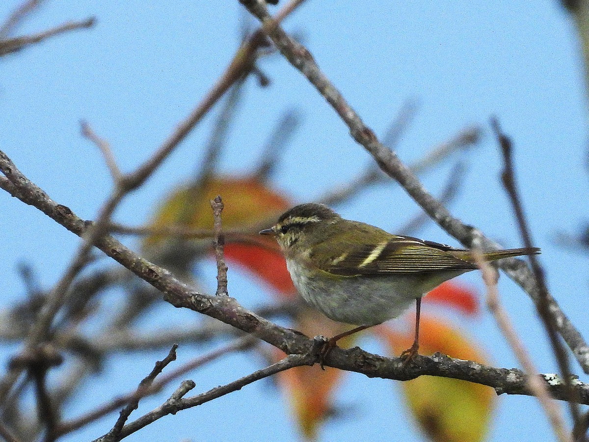 Yellow-browed Warbler - ML638351037