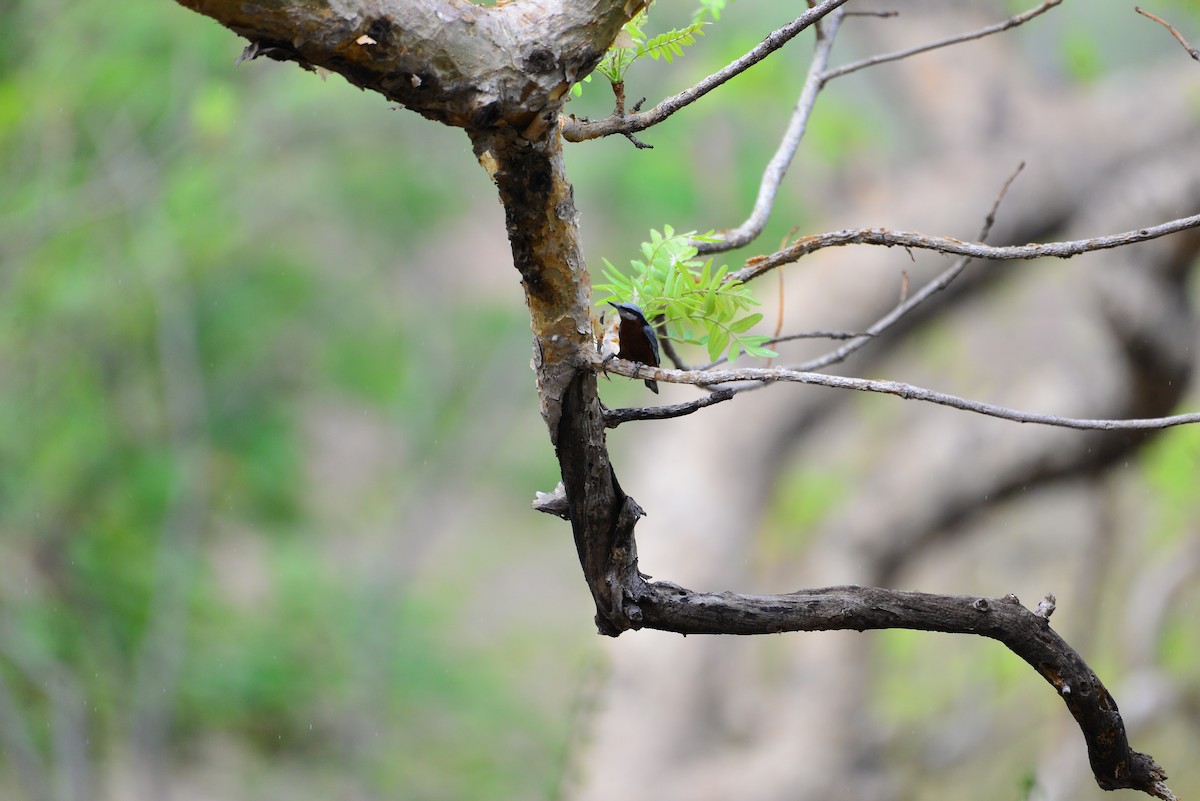 Indian Nuthatch - ML638351047