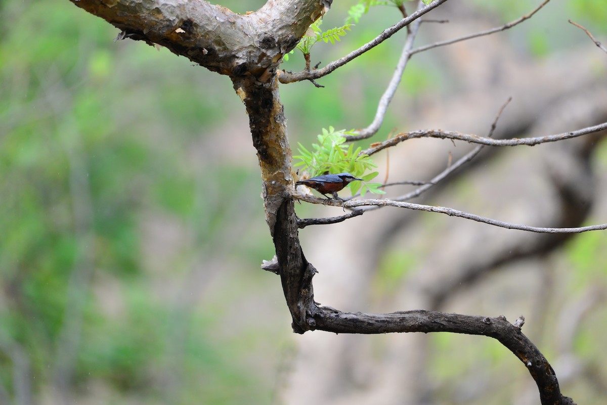 Indian Nuthatch - ML638351048