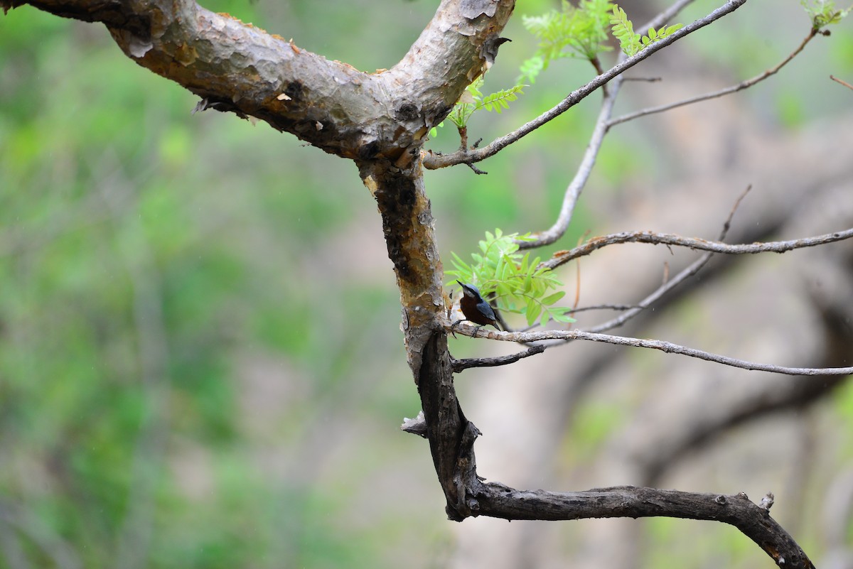 Indian Nuthatch - ML638351049