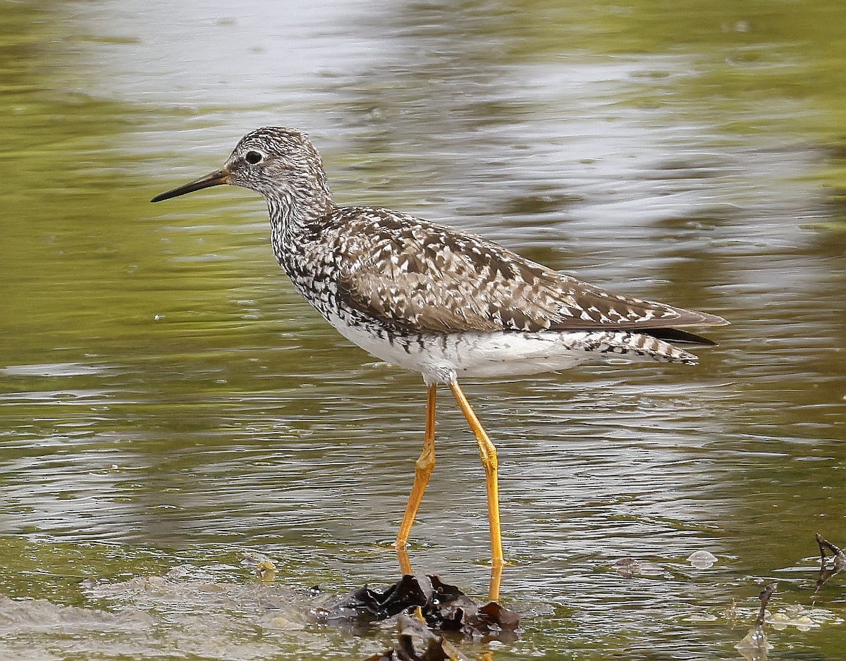 gulbeinsnipe - ML638351050