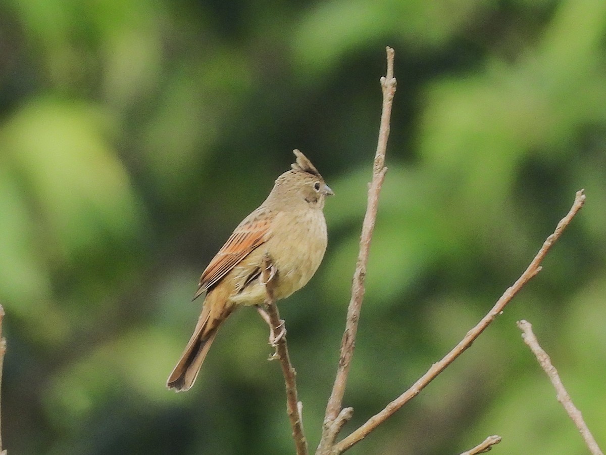 Crested Bunting - ML638351056