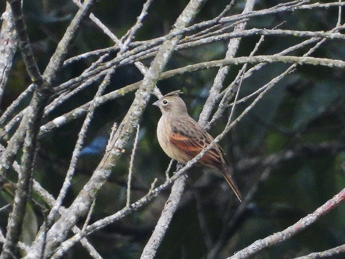 Crested Bunting - ML638351057
