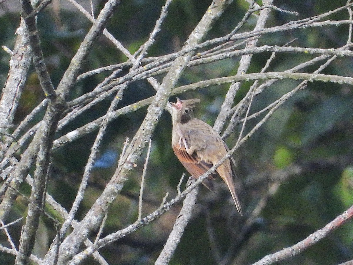 Crested Bunting - ML638351058